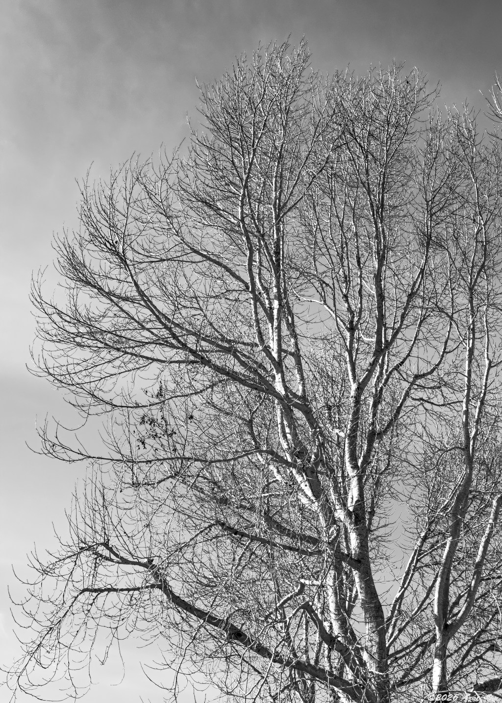 Silent Sunday: Still&nbsp;bare