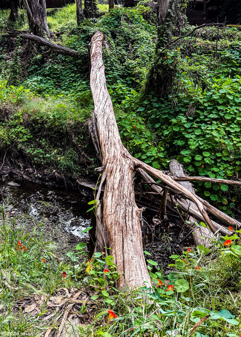 Balance beam au&nbsp;naturel
