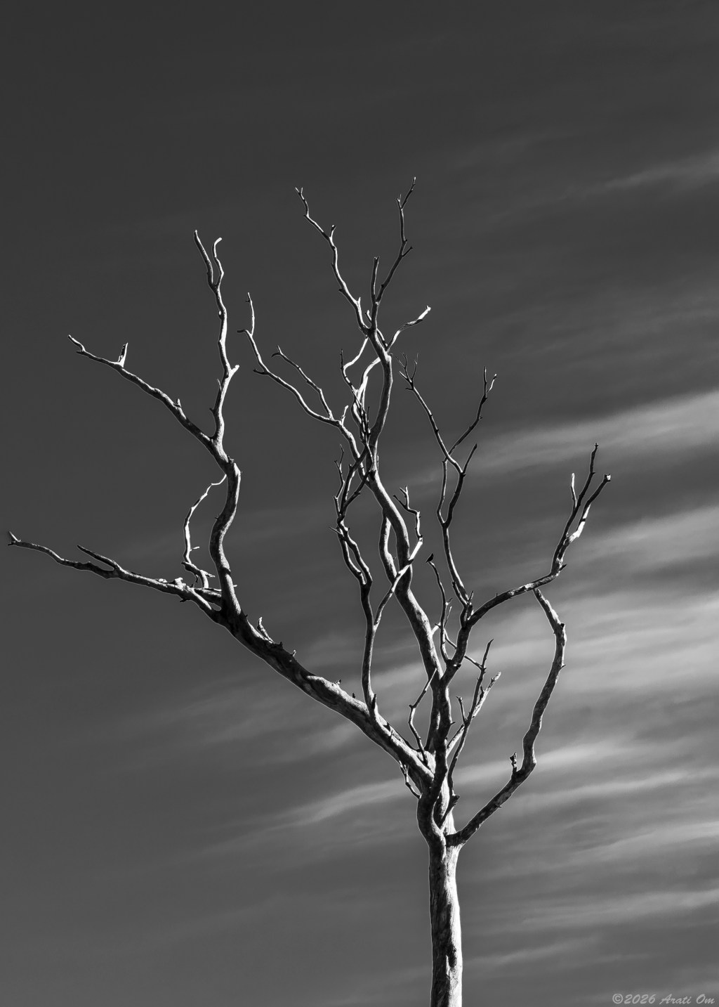 Monochrome Mondays: Facing the&nbsp;light