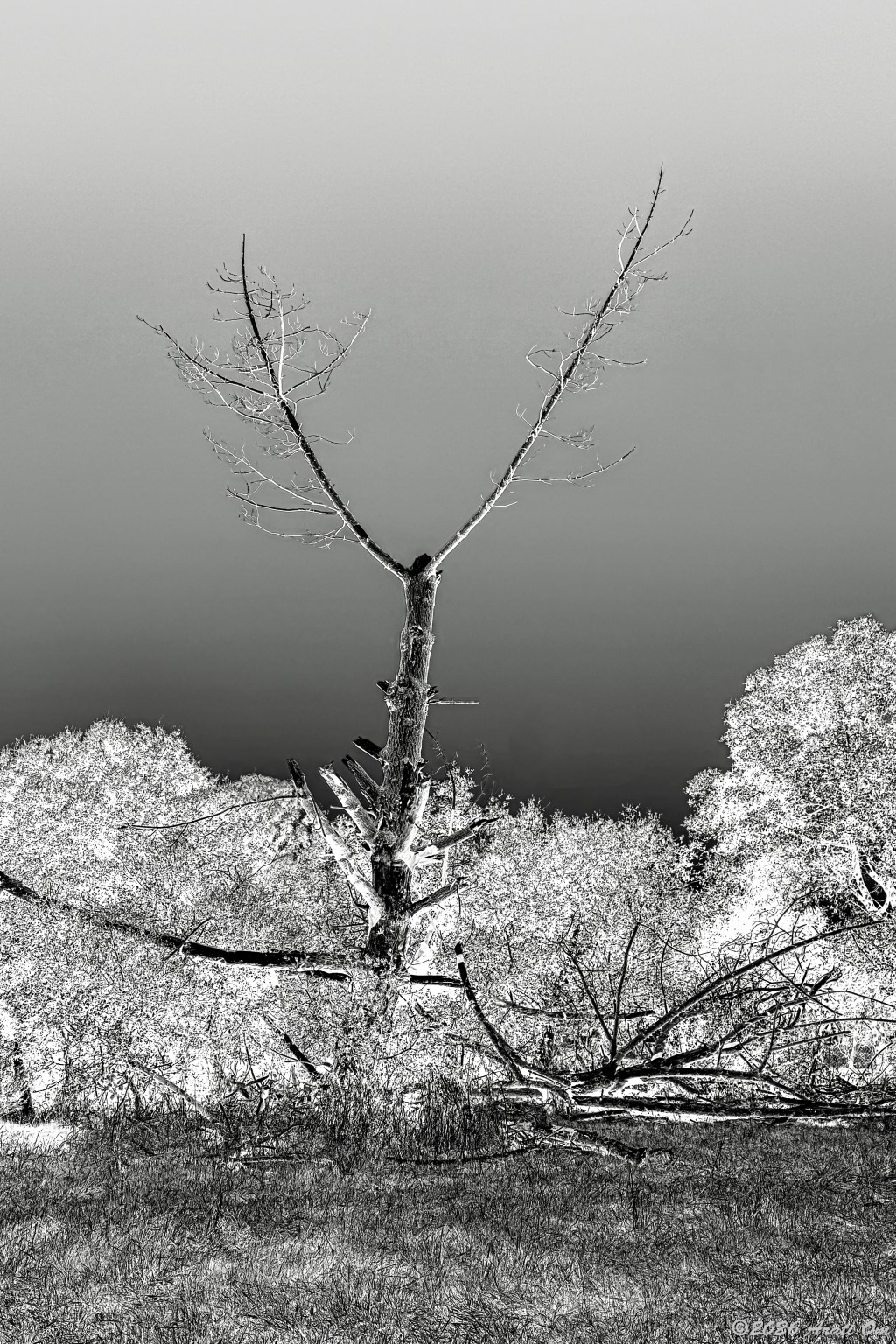Silent Sunday: Elder  – Twin Lakes&nbsp;park