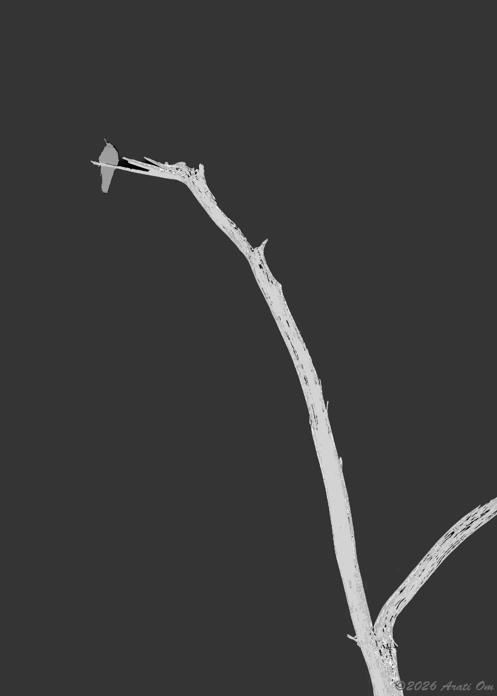 Monochrome Mondays: Perched