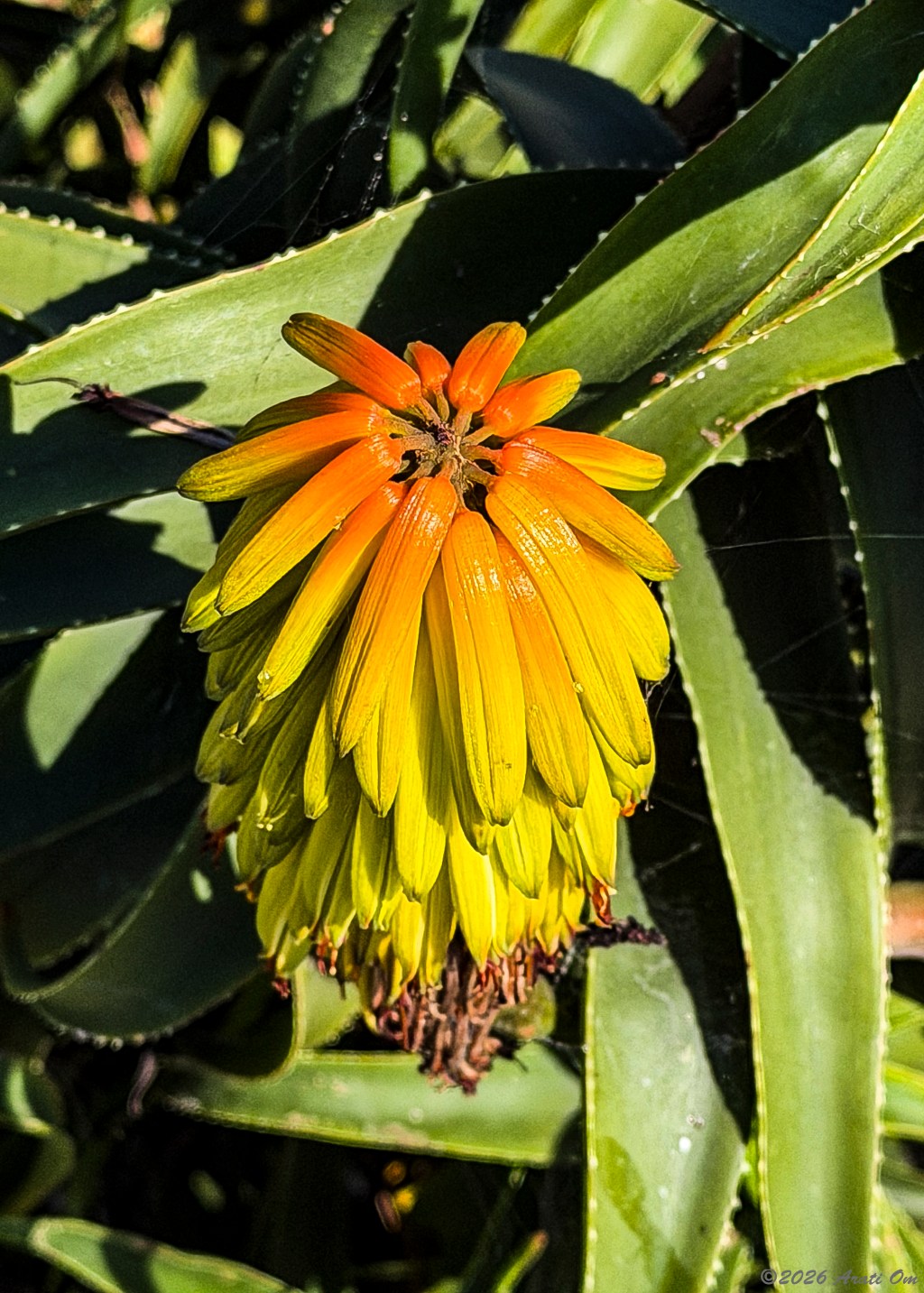 Aloe