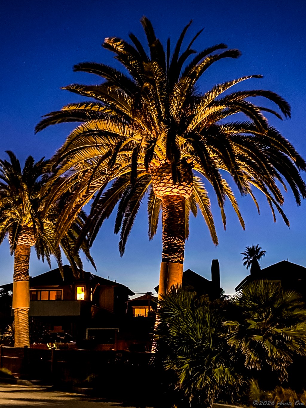 Silent Sunday: Palm trees in the&nbsp;evening