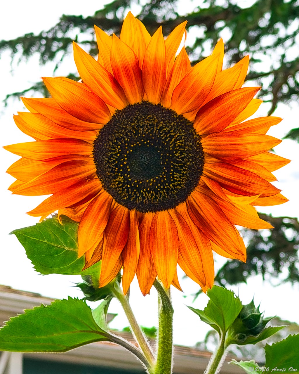 Wordless Wednesday
