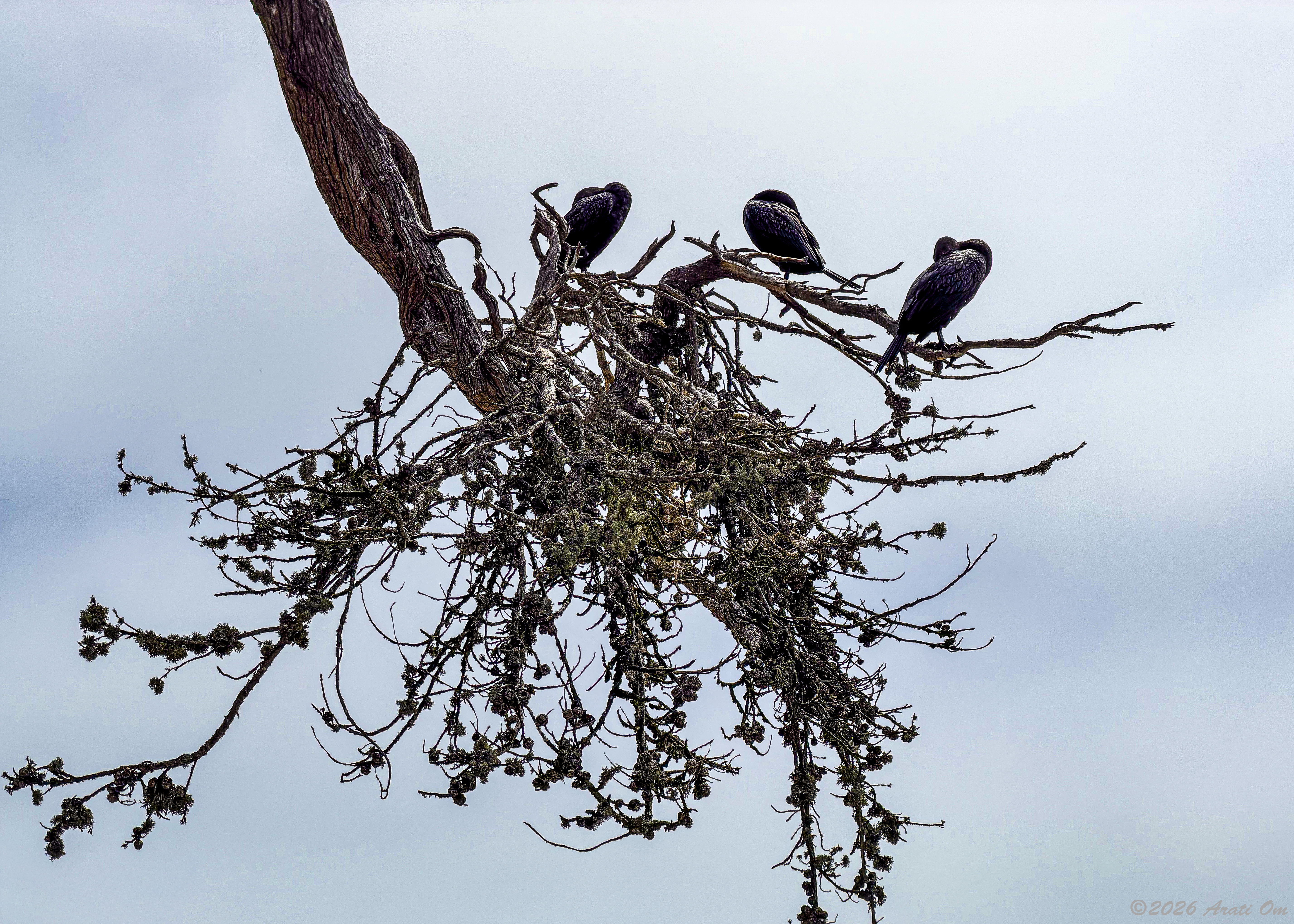 Cormorants siesta time