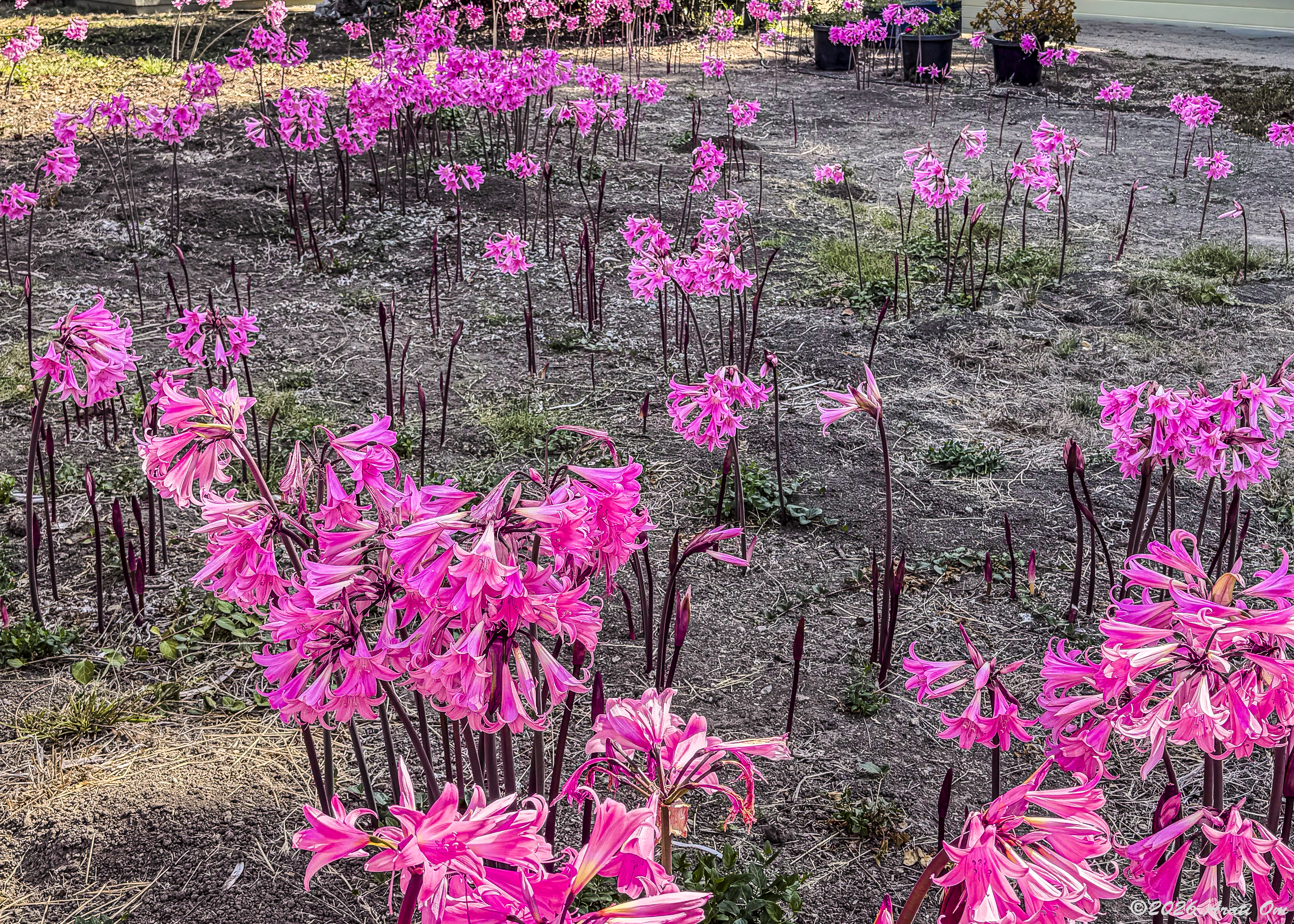 Land of pink ladies