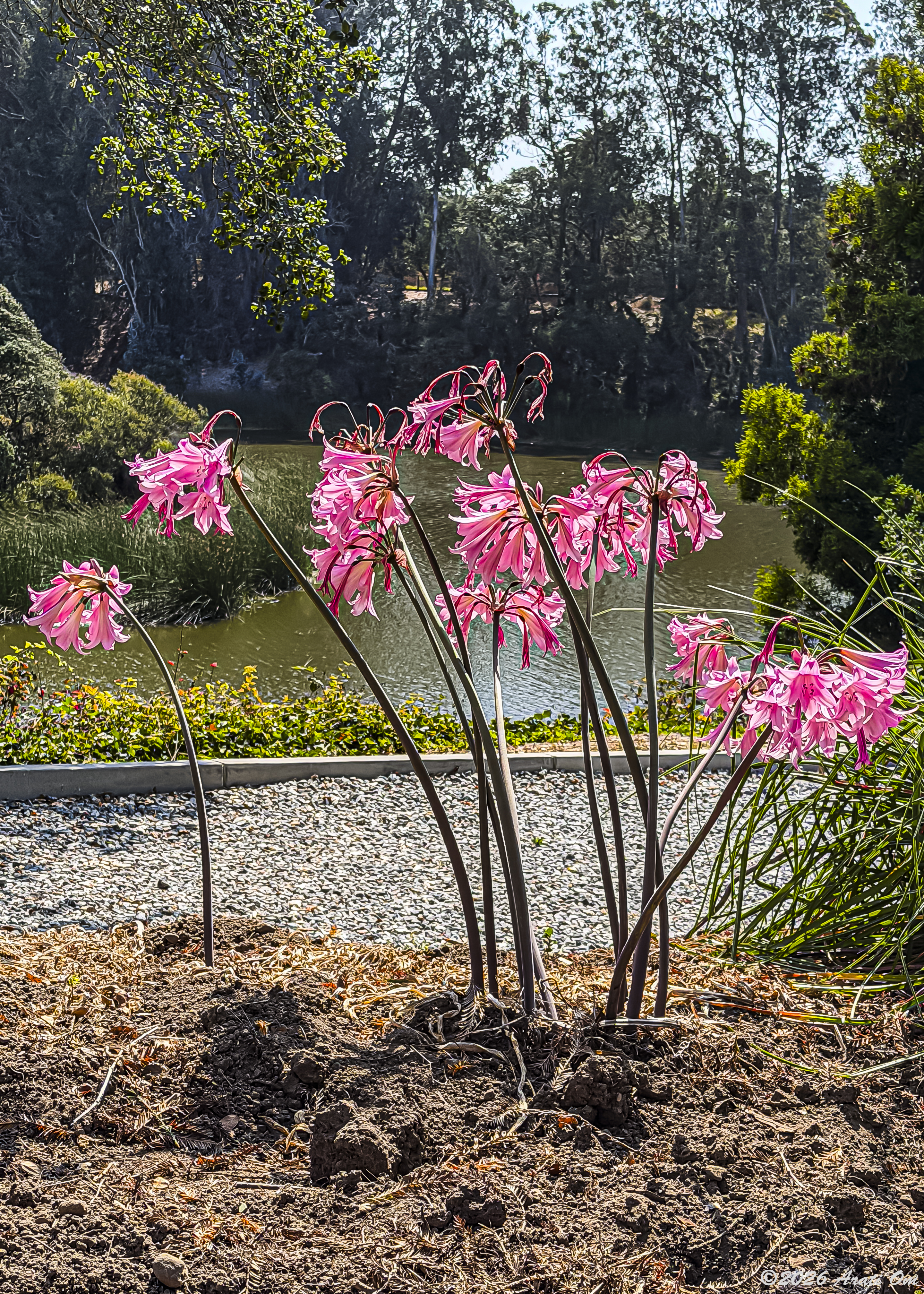 Pink ladies by the lake